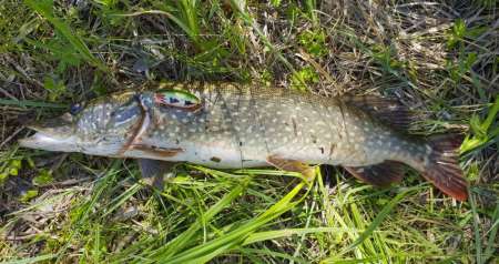 Отличный воблер на щуку летом. Топвотер (Тopwater). Отличный воблер на щуку летом. Топвотер (Тopwater).