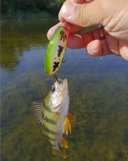 Отличный воблер на щуку летом. Топвотер (Тopwater). Отличный воблер на щуку летом. Топвотер (Тopwater).