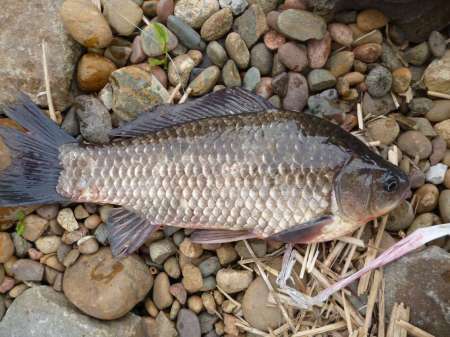 Последняя селёдка