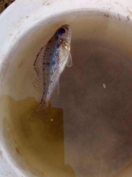 Рыбалка на пруду Агеевский Рыбалка на пруду Агеевский