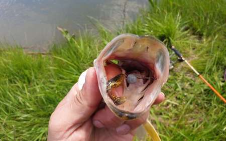 С микроджигом за щукой и окунем