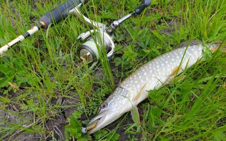 С микроджигом за щукой и окунем