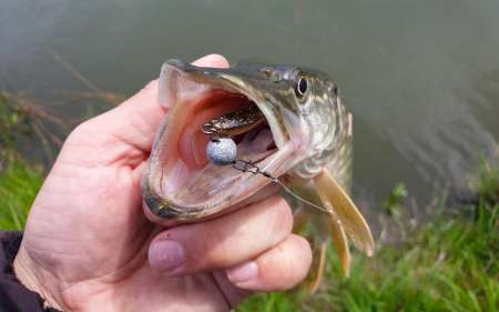 С микроджигом за щукой и окунем