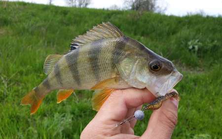 С микроджигом за щукой и окунем