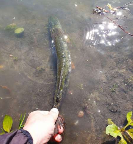 С микроджигом за щукой и окунем
