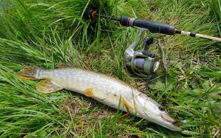 С микроджигом за щукой и окунем