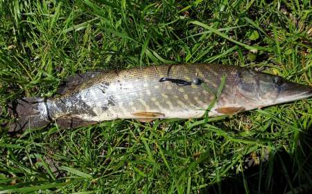 С микроджигом за щукой и окунем