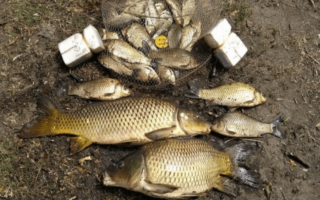 Фото карпа и сазана