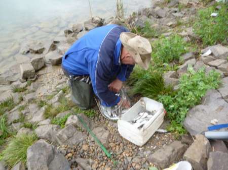 Селёдка в тумане