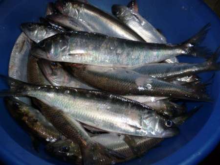 Селёдка в тумане