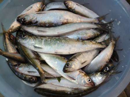 Селёдочные чудеса