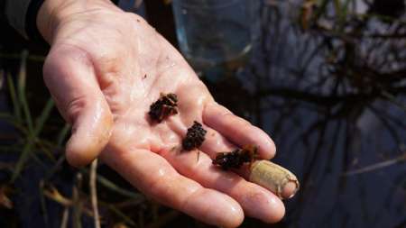 Шитики - лучшая насадка на фидер весной Шитики - лучшая насадка на фидер весной