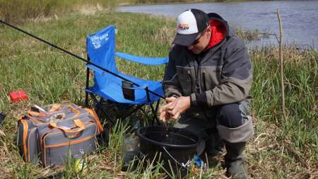 Шитики - лучшая насадка на фидер весной Шитики - лучшая насадка на фидер весной