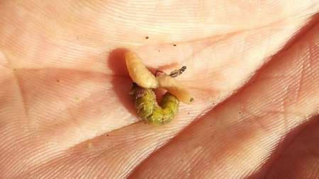 Шитики - лучшая насадка на фидер весной Шитики - лучшая насадка на фидер весной