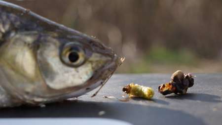 Шитики - лучшая насадка на фидер весной Шитики - лучшая насадка на фидер весной