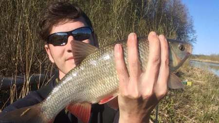 Шитики - лучшая насадка на фидер весной Шитики - лучшая насадка на фидер весной