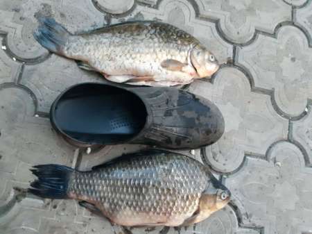 Таких лаптей я ещё не ловил!