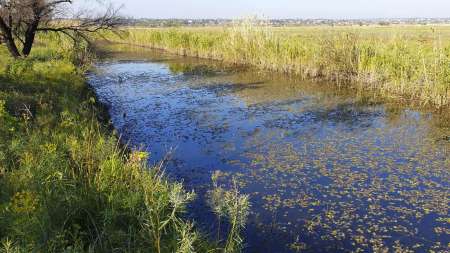 Топвотер (Тopwater). «Карасик» для щуки.