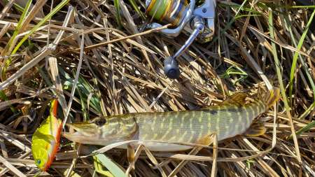 Топвотер (Тopwater). «Карасик» для щуки.