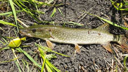 Топвотер (Тopwater). «Карасик» для щуки.