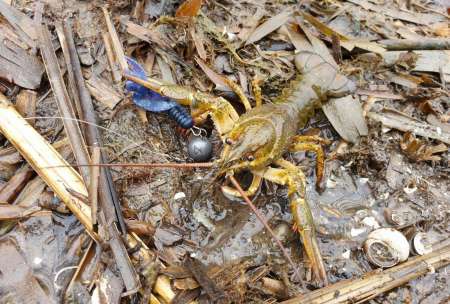 Уловистый рачок Sprut Shiku Уловистый рачок Sprut Shiku