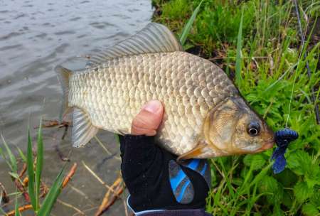 Уловистый рачок Sprut Shiku Уловистый рачок Sprut Shiku