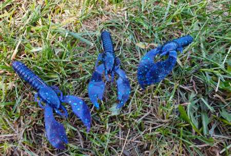 Уловистый рачок Sprut Shiku Уловистый рачок Sprut Shiku