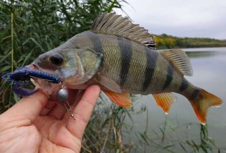 Уловистый рачок Sprut Shiku Уловистый рачок Sprut Shiku