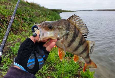 Уловистый рачок Sprut Shiku Уловистый рачок Sprut Shiku