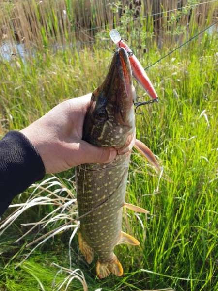 Внезапная рыбалка. За щукой.