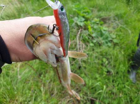 Внезапная рыбалка. За щукой.