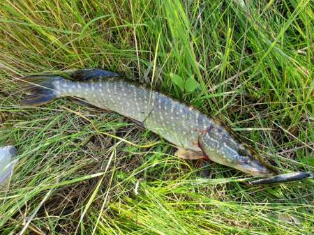 Внезапная рыбалка. За щукой.