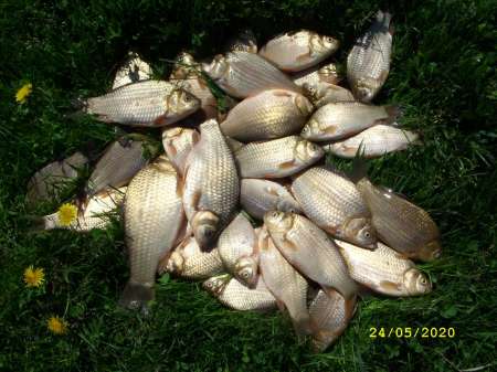 Выезд за карасём на пруд Выезд за карасём на пруд