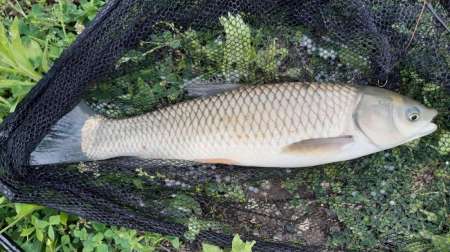 За амуром на домашнее озеро