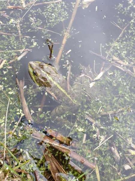 За щукой на каналы