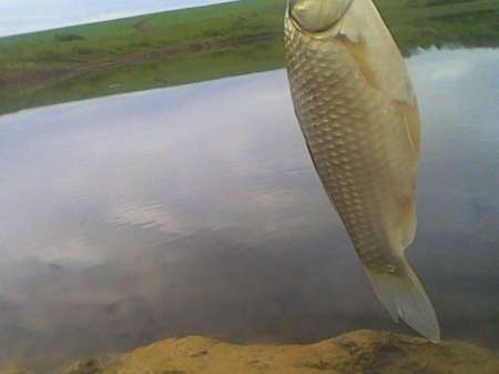 Ждём карася