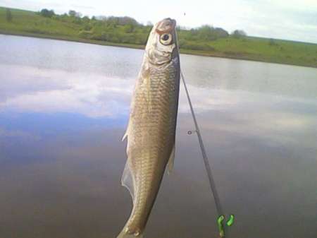 Ждём карася