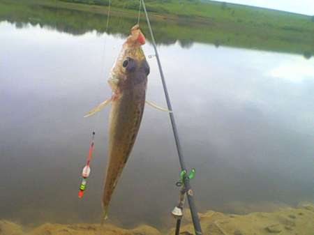 Ждём карася