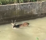 Охотник спас косулю в Ставропольском крае