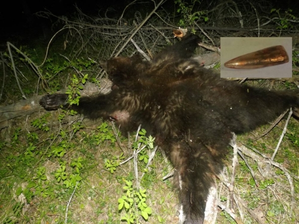 Моя охота на медведя весной 2020г. Моя охота на медведя весной 2020г.