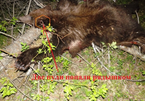 Моя охота на медведя весной 2020г. Моя охота на медведя весной 2020г.