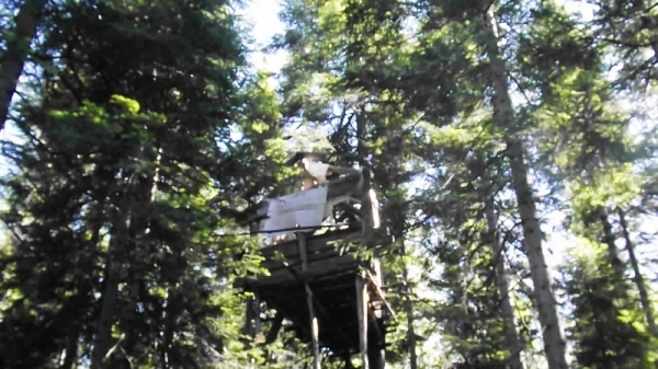 Моя охота на медведя весной 2020г. Моя охота на медведя весной 2020г.