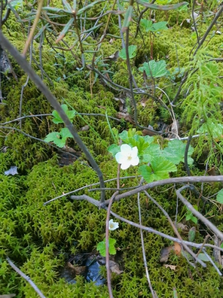 Восьмой Восьмой