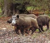 В каких регионах открылась охота на кабана