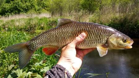 Голавль клюёт на майского жука Голавль клюёт на майского жука