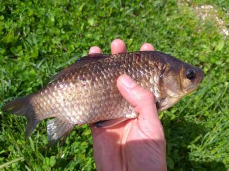 Хитрый карась. Эксперимент удался.