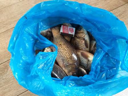 Хитрый карась. Эксперимент удался.