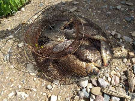 Хитрый карась. Эксперимент удался.