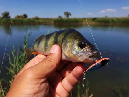 Летний микроджиг Летний микроджиг