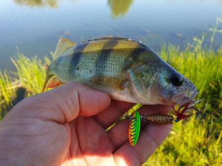 Летний микроджиг Летний микроджиг